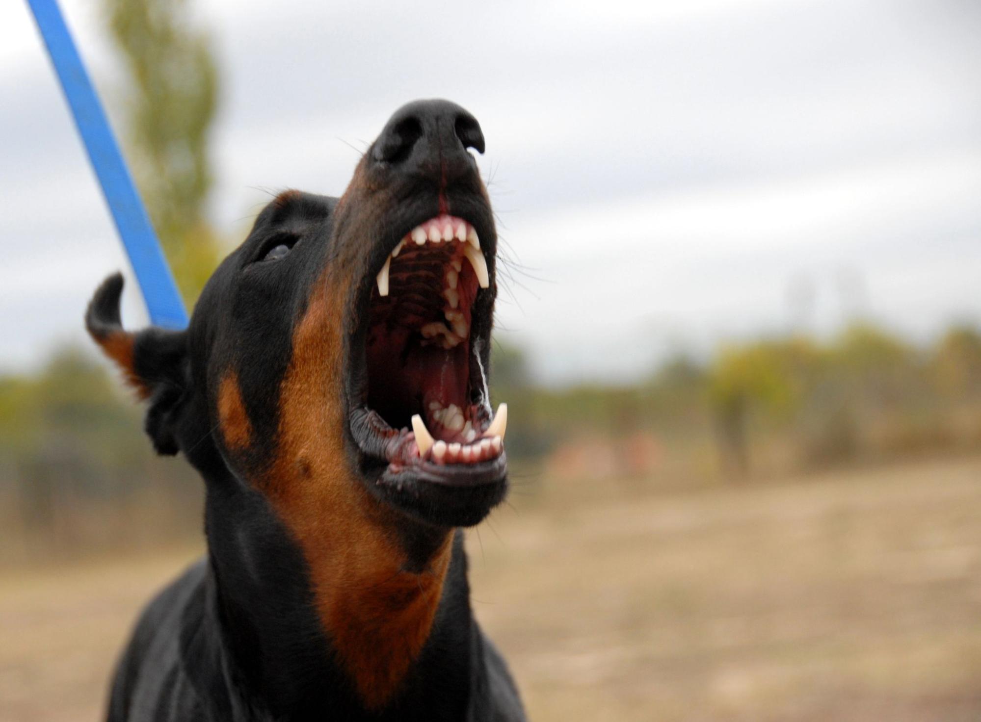 Doberman on a leash snarls with bared teeth outdoors, illustrating the danger dog bites pose to children