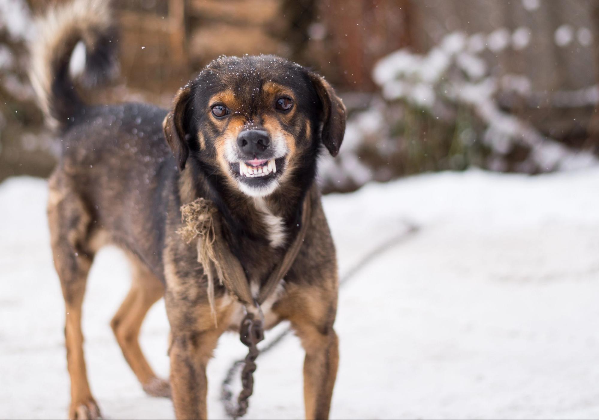 A leashed dog bares its teeth and growls in the snow, illustrating the danger of a sudden dog bite attack.